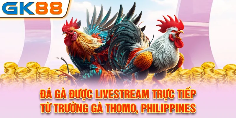 Đá gà được livestream trực tiếp từ trường gà Thomo, Philippines