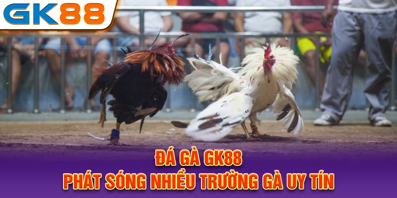 Đá gà GK88 phát sóng nhiều trường gà uy tín